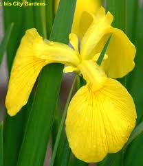 Image result for Iris pseudacorus
