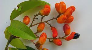 Image result for Rourea