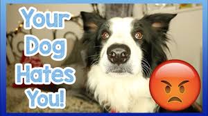 Dogs know how to relax. Does Your Dog Hate You 5 Top Tips To Find Out If Your Doesn T Love You Youtube
