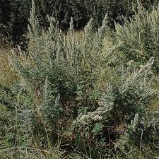 Image result for Artemisia afra