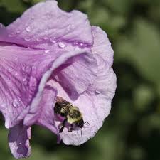 Gambar gereja mawar sharon surabaya paling keren download now ke ger. Bunga Mawar Mekar Musim Panas Daun Bunga Merah Muda Mawar Sharon Lebah Lebah Madu Tanaman Berbunga Pxfuel