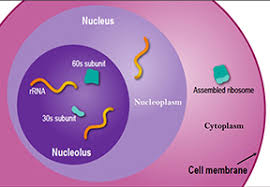 Maybe you would like to learn more about one of these? The Changing Needs Of A Cell No Membrane No Problem Biomedical Beat Blog National Institute Of General Medical Sciences