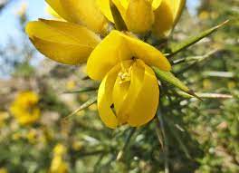 In aberration, they can be harvested from poison mushroom patches. Gorse The Yellowest Of Flowers Walkhighlands
