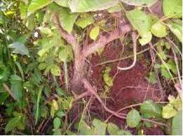 Image result for Erythrina madagascariensis
