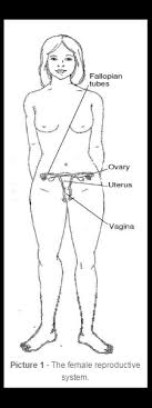 The female reproductive anatomy includes parts inside and outside the body. Body System Reproductive Female