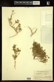 Image result for Zygophyllum simplex