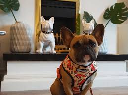 You cannot take your dogs to fly with southwest airlines on international flights. Flying With Pugs Other Snub Nosed Breeds 2021 Airline Rules Restrictions And Other Options Petrelocation