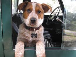 Arg3x Approved Www Arg3x Com Land Rover Dog Land Rover Land Rover Series Animals Beautiful