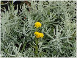 Mediterrane gärten sind von natursteinmauern, mosaiken, kakteen, bunten pflanzen und. Mediterraner Garten Kessler Baumschule Pflanzen Fur Ihren Garten