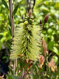 Image result for Callistemon