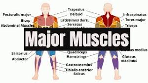 This is a table of skeletal muscles of the human anatomy. Major Muscles Of The Human Body Youtube
