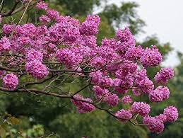 Image result for Tabebuia heterophylla