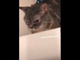 Nankor Diyen Kedi Youtube
