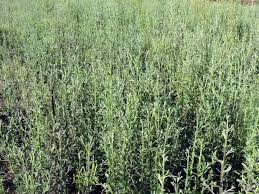 Image result for Neojeffreya