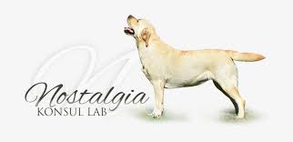 Image result for labrador retrívr