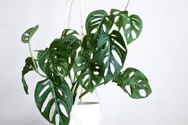 Kenapa Ada Bercak Cokelat Pada Daun Monstera Ini 7 Penyebabnya Halaman All Kompas Com