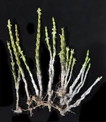 Image result for Striga hallaei