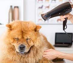 Experienced grooming with the pet's care as the main priority. Pet Boarding Evansville In West Side Pet Hospital Paw S Inn