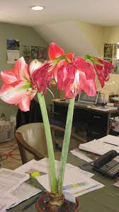 We did not find results for: After Bloom Care For Amaryllis