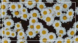 Wallpaper Hd New Computer Wallpaper Flowers Aesthetic Computer Wallpaper Desktop Wallpapers Aesthetic Desktop Wallpaper Computer Wallpaper Hd