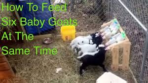 Should you give your baby water along with breast milk or formula to stay hydrated? How To Feed Six Baby Goats At One Time Youtube