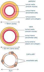 Human Cardiac And Respiratory Systems Describe The Structure Of Arteries And Veins And Capillaries An In 2021 Basic Anatomy And Physiology Arteries And Veins Arteries