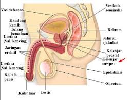 Blastula adalah bentukan lanjutan dari morula yang terus mengalami pembelahan. 10 Organ Alat Reproduksi Pria Fungsinya Bahas Lengkap
