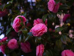 We did not find results for: Pink Camellia Flowers Nature Camelias Pink Hd Wallpaper Peakpx