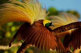 Bahkan di indonesia banyak terdapat flora endemik yang khas dan tidak ditemui di negara lain. Flora Dan Fauna Papua The Colour Of Indonesia
