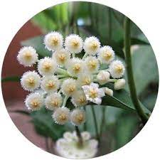 Hoya Lacunosa Flower Extract Krasa Na Miru
