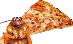 Cockroach Encrusted Pizza Yes At The Calgary Stampede Calgary Stampede Calgary Stampede Parade Event Food