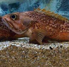 Image result for Sebaea junodii