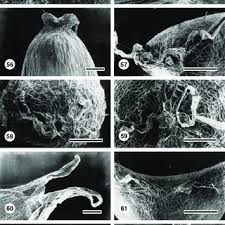 Image result for Ctenium longiglume