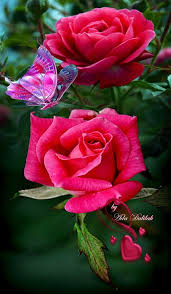 Pin By Waleed Salih On Flowers Butterflies Art Creation In 2020 Beautiful Rose Flowers Beautiful Flowers Beautiful Flowers Photography