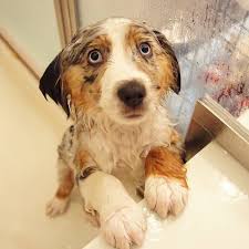 We did not find results for: 17 Reasons Australian Shepherds Are The Worst Possible Breed Of Dog You Could Adopt