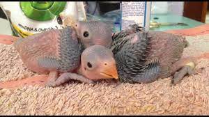 Are there any blue ring necked parakeets for sale? Growing Indian Ringneck Babies Youtube