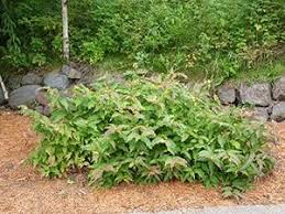 Great as a filler shrub in tough sites because of its size and coppery. Bush Honeysuckle Umn Extension