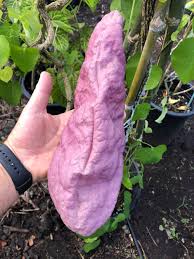Image result for Aristolochia gigantea