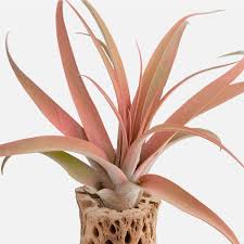 Image result for Buchnera capitata