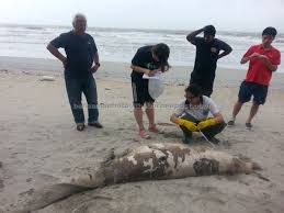 Sebuah contoh penunjuk hakisan foto 6: Dugong Hampiri Kepupusan Di Malaysia Utusan Borneo Online