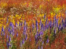 Image result for Pollichia