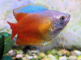 Dwarf Gourami Good Community Fish Potential Tank Mates Dwarf Cichlids Cardinal Tetra Or Neon Tetra Tropical Fish Fish Breeding Tropical Fish Aquarium
