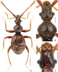 Image result for Pseudechinolaena