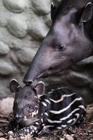 Cutest In The Animal Kingdom Animals Interesting Animals Cute Animals