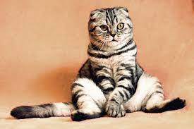 Why Does My Cat Sit Like A Human Cuteness