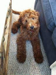 Daisy Standard F1b Goldendoodle Standard Goldendoodle Goldendoodle F1b Goldendoodle