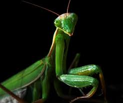 The praying mantis teaches how to still the outer mind and go within ourselves. Raising Praying Mantises 5 Steps With Pictures Instructables