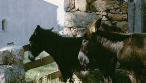 What Is The Difference Between Mules And Donkeys Miniature Horse Horses Miniature Horse Barn