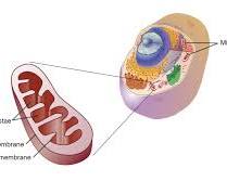 Mitochondria in a cell