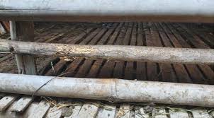 Wisata bondowoso paling menarik yang bisa kamu kunjungi. Apa Benar Ajag Dan Macan Pelaku Teror Ke Hewan Ternak Kuningan Mass